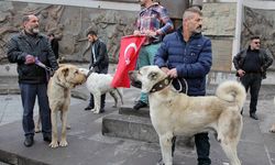 Hollandalılara Kangal Köpekli Gözdağı 