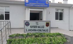 Kayseri’de yasadışı ekime geçit yok 