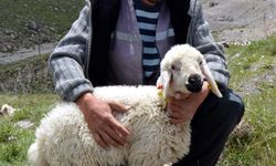 Besiciler 4 bin liraya çoban bulamıyor