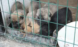 Aç ve donmak üzere olan yavru köpekler hayvan barınağına yerleştirildi