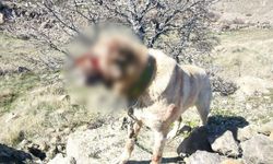 Kayseri’de Bahisle Köpek Dövüştüren 12 Kişi Yakalandı