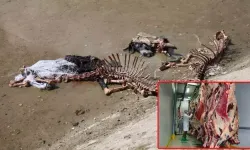 Artan At Ve Eşek Eti Vakalarında Uyarı Geldi: At Eti Sulu Olur