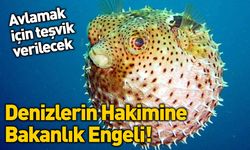 Denizlerin Hakimi Balon Balığı!