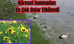İklim Değişikliği Canlılığı Yok Mu Ediyor?
