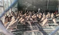 Kahramanmaraş'ta Kınalı Keklik Cenneti: 10 Bin Keklik Üretildi