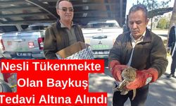 Nesli Tükenmekte Olan Baykuş Yaralı Halde Bulundu!