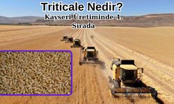 Triticale Nedir? Kayseri Üretiminde 4. Sırada