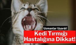 Uzmanlar Uyardı! Kedi Tırmığı Hastalığına Dikkat!