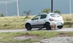 Kayseri’de Bir Cani Arabasına Bağladığı Köpeği Sürükledi