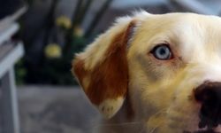 Van Kedisi Görünümlü Köpek Görenleri Şaşkına Çevirdi