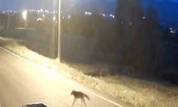 Aç Kurt 9 Hayvanı Parçalayarak Telef Etti!
