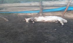 Koyunların Üstüne Yıldırım Düştü !