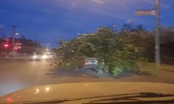 Ağaç Otomobili Görenler Şaşkınlığını Gizleyemedi!