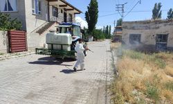 Kayseri'de Her Yerde Görülmeye Başlanmıştı! Belediye Harekete Geçti!