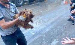 12 Saat Boyunca Enkazda Kalan Minik Köpek Kurtarıldı