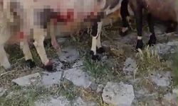 Sokak Köpekleri Dehşet Saçtı!