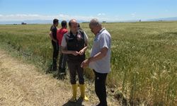Kayseri'de Dolu Tarım Alanlarını Vurdu: Çiftçiler İsyan Etti!
