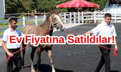55 Tayın Satışından 25 Milyon TL Gelir