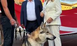 MHP Milletvekili, Elini Bozkurt Yaparak Kurt Köpeğiyle Video Çekti