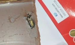 Çikolata Devinden Şok Eden Skandal ! İçerisinden Böcek Çıktı !