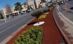 Kayseri’de Bu Çiçeklerin Adını Daha Önce Duydunuz Mu?