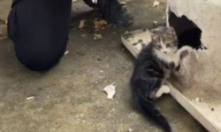 Kayseri’de Kafası Küvete Sıkışan Yavru Kedi Böyle Kurtarıldı!