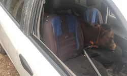 Polisin Dur İhtarından Kaçtılar! Otomobilde Çalıntı Dana Bulundu!
