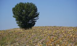 O İlçe de Altın Yetişiyor! Erciyes'in Eteklerinden Tüm Türkiye'ye Dağılıyor