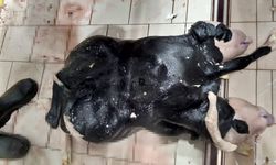 Görenle inanamadı: 6 ayaklı ve 2 başlı buzağı doğdu