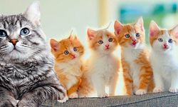 Anne Kediler Neden Yavrularını Reddeder?
