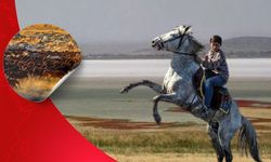 Gören Arabistan sanıyor ama burası Kayseri'de: Kuruyan göl turist akınına uğruyor!