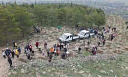 Gesi'de 3 bin fidan toprakla buluştu!