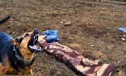 Kayseri'de köpek saldırısında yaşlı adam hayatını kaybetmişti, yeni detaylar ortaya çıktı!