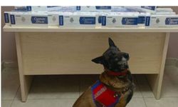 Kayseri'de kaçakçılığa geçit yok! Jandarma köpeği kaçakçılığı önledi