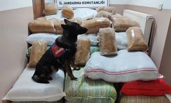 Kayseri'de KOM Jandarma köpeğinden büyük başarı! 1 buçuk ton kaçak tütün tespit etti