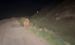 Kayseri yolunda şaşırtan anlar! Karşılaştığı ayıyı böyle kovaladı