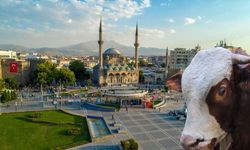 Kayseri'de kurbanlıklar yerini aldı! Satılmayan hayvanlar ne olacak?