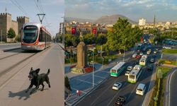 Kayseri’de tramvay kovalamacası: Küçük köpeğin sevimli anları sosyal medyada viral oldu