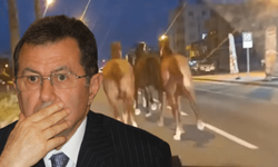 Kaçak yarış atları ortalığı birbirine kattı! Sahibi, bir dönemin en zengin iş adamı çıktı!