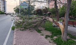 Kayseri’de şiddetli rüzgar ağacı ikiye böldü!