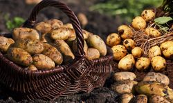 Türkiye’de Bilinen Patates Çeşitleri ve Özellikleri