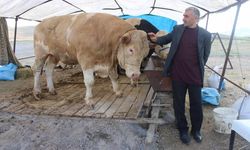 Kayseri'de 970 Kiloluk ‘Minik’ görenleri şaşırttı!