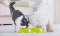 Evinde kedi besleyenlerin asla yapmaması gereken şey açıklandı