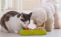 Doğal ve sağlıklı: Ev yapımı kedi/köpek maması tarifleri