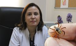 Kayseri'de 4 kişinin ölümüne sebep olmuştu: O hastalık sadece keneden bulaşmıyor!