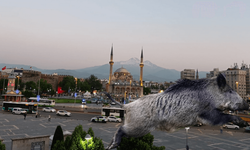 Domuzlar Kayseri'yi kuşatıyor! Neredeyse şehir merkezine inecekler!