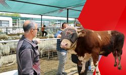 Başkan Yalçın kurban pazarında: Dev boğa alıcısını bekliyor!