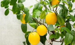 Limon çekirdeğinden ağaç Yetiştirilir mi? İşte yanıtı