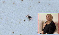 Kayseri’de kene yine can aldı! 3 çocuk annesi hayatını kaybetti!