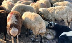 Kayseri'de üreticilere can suyu! Satılmayan kurbanlıkları o kurum alacak